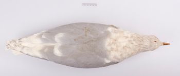 Media type: image;   Ornithology 328073